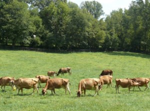 Jersey cows graze on lush green pasture at the P A Bowen Farmstead