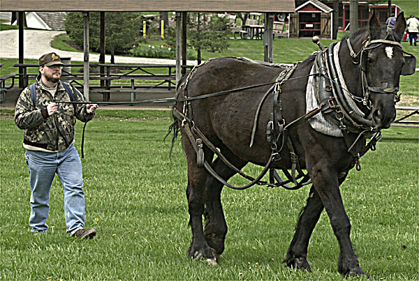 Tom Harbold at a draft-horse driving workshop Carroll County Farm Museum, in Westminster, Maryland