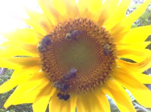 Bees love the sunflowers in my Maryland Garden