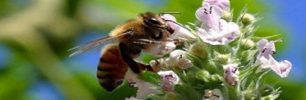 EIGHTH ANNUAL MEETING PESTICIDES AND THE CHESAPEAKE BAY WATERSHED PROJECT OCTOBER 6, 2014 9:45 AM - 3:45 PM 