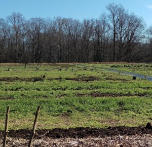 Building Soil at Double Oak Farm: farming for hunger and community supported agriculture at the American Chestnut Land Trust in Calvert County, Maryland