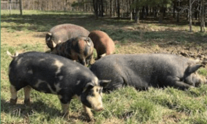 Pastured pigs